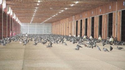 ​东营区：小赛鸽加力群众增收致富