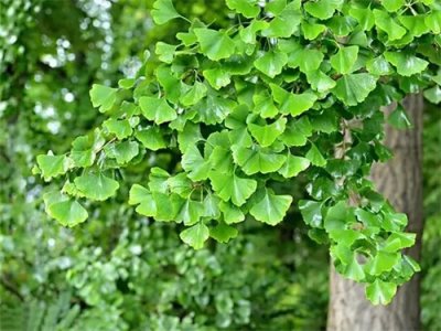 ​“四大镇宅树”，你家有吗？