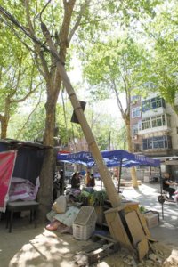 ​石家庄：建明小区西区内“顽疾”不少，居民盼治理