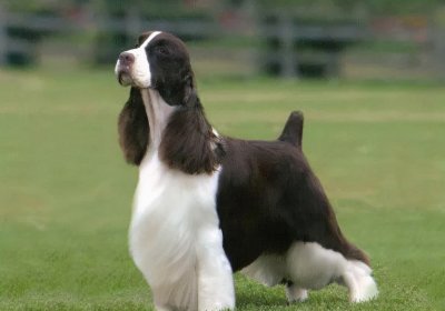 ​给狗狗断尾太残忍？其实有这些好处的