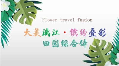 ​科普 | 花卉植物之“硫华菊”