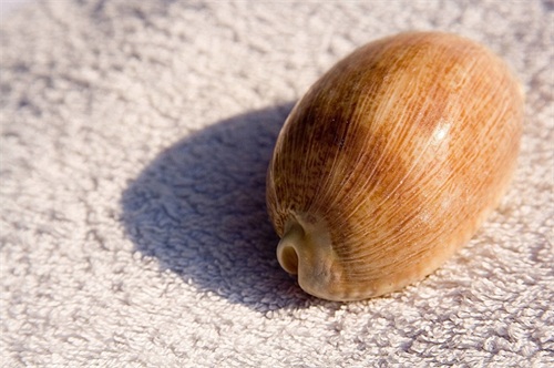 贝壳海滩位于加勒比海的圣巴特斯岛，最迷人的海滩之一