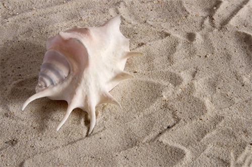 贝壳海滩位于加勒比海的圣巴特斯岛，最迷人的海滩之一