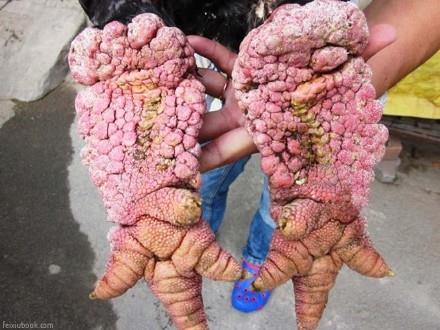 越南逆天巨脚鸡，看了你还想吃凤爪么