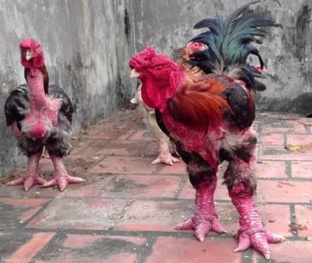 越南逆天巨脚鸡，看了你还想吃凤爪么