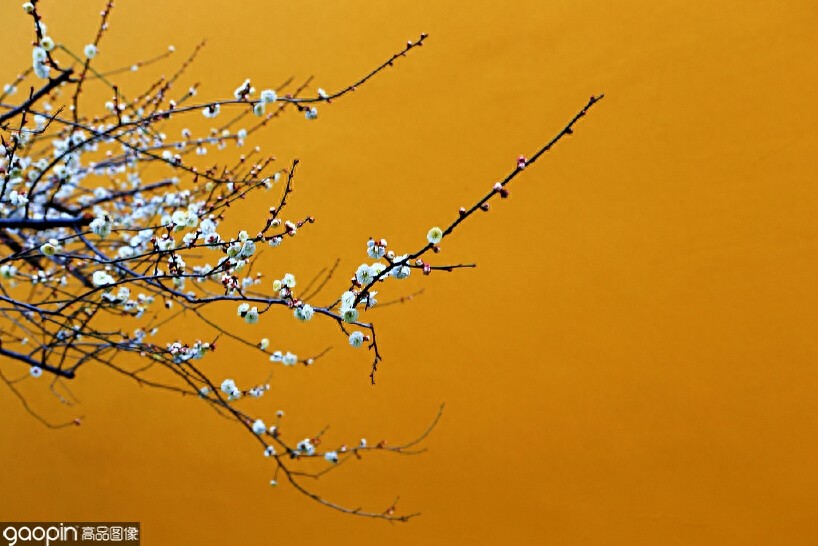 一组全是花的壁纸，一花一世界，遇见花开遇见你