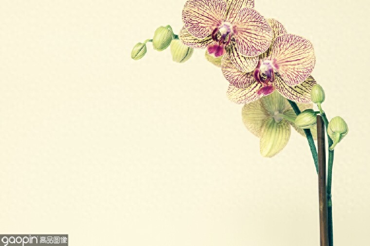 一组全是花的壁纸，一花一世界，遇见花开遇见你