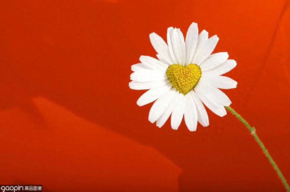 一组全是花的壁纸，一花一世界，遇见花开遇见你