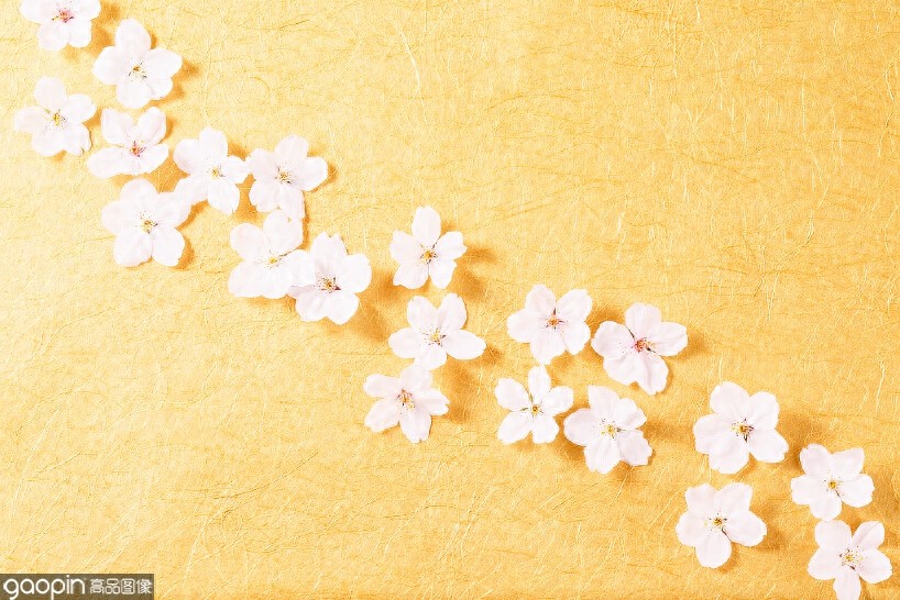 一组全是花的壁纸，一花一世界，遇见花开遇见你