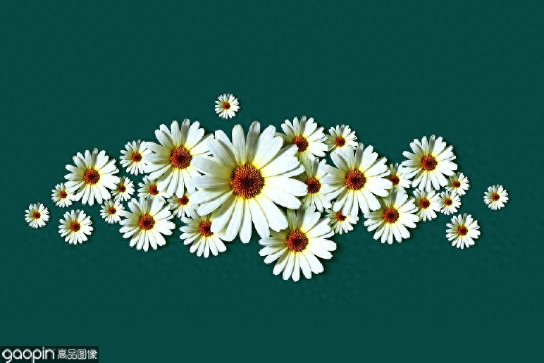 一组全是花的壁纸，一花一世界，遇见花开遇见你