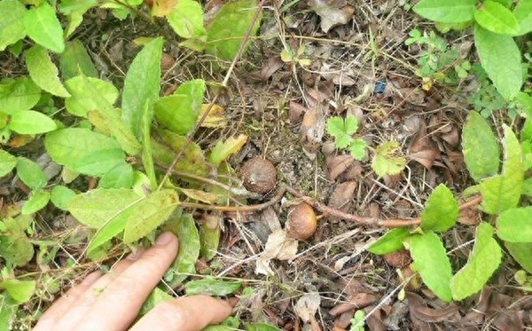 “地枇杷”:一种很受农村小孩欢迎的野果