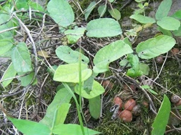 “地枇杷”:一种很受农村小孩欢迎的野果