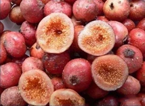 “地枇杷”:一种很受农村小孩欢迎的野果