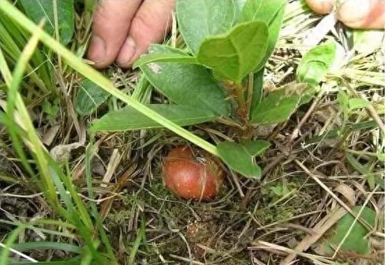 “地枇杷”:一种很受农村小孩欢迎的野果