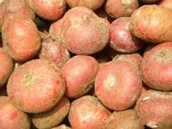 “地枇杷”:一种很受农村小孩欢迎的野果