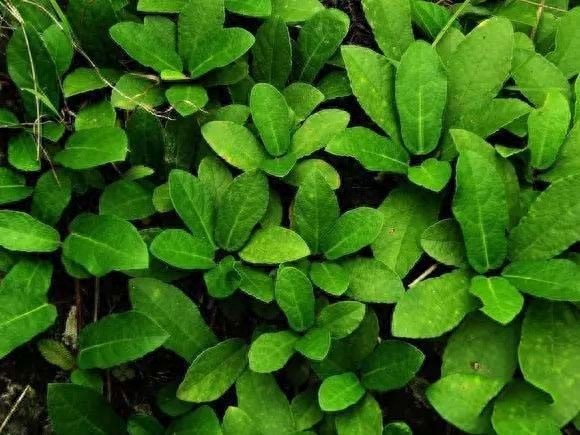 “地枇杷”:一种很受农村小孩欢迎的野果