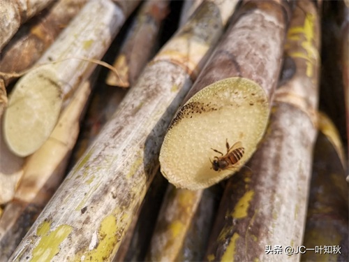 这些野蜜蜂，不认真看，还以为是苍蝇。