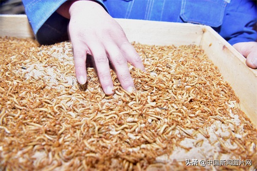 河北石家庄：黄粉虫养殖助力脱贫致富