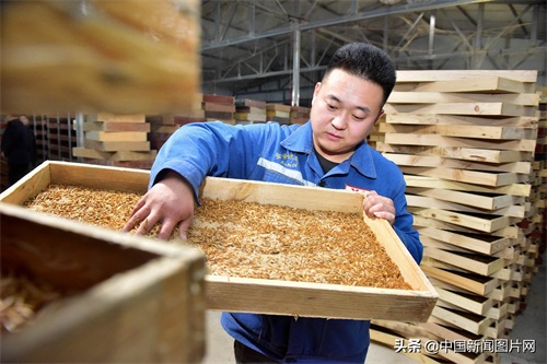 河北石家庄：黄粉虫养殖助力脱贫致富