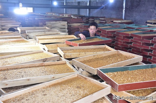 河北石家庄：黄粉虫养殖助力脱贫致富