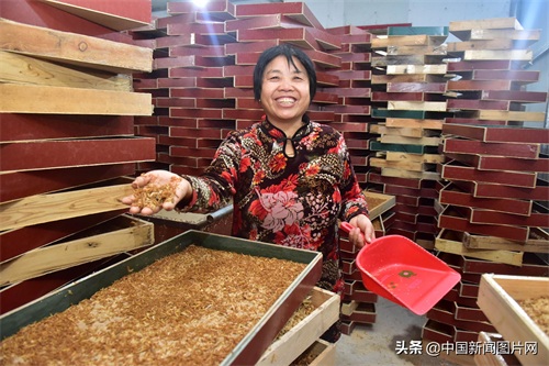 河北石家庄：黄粉虫养殖助力脱贫致富