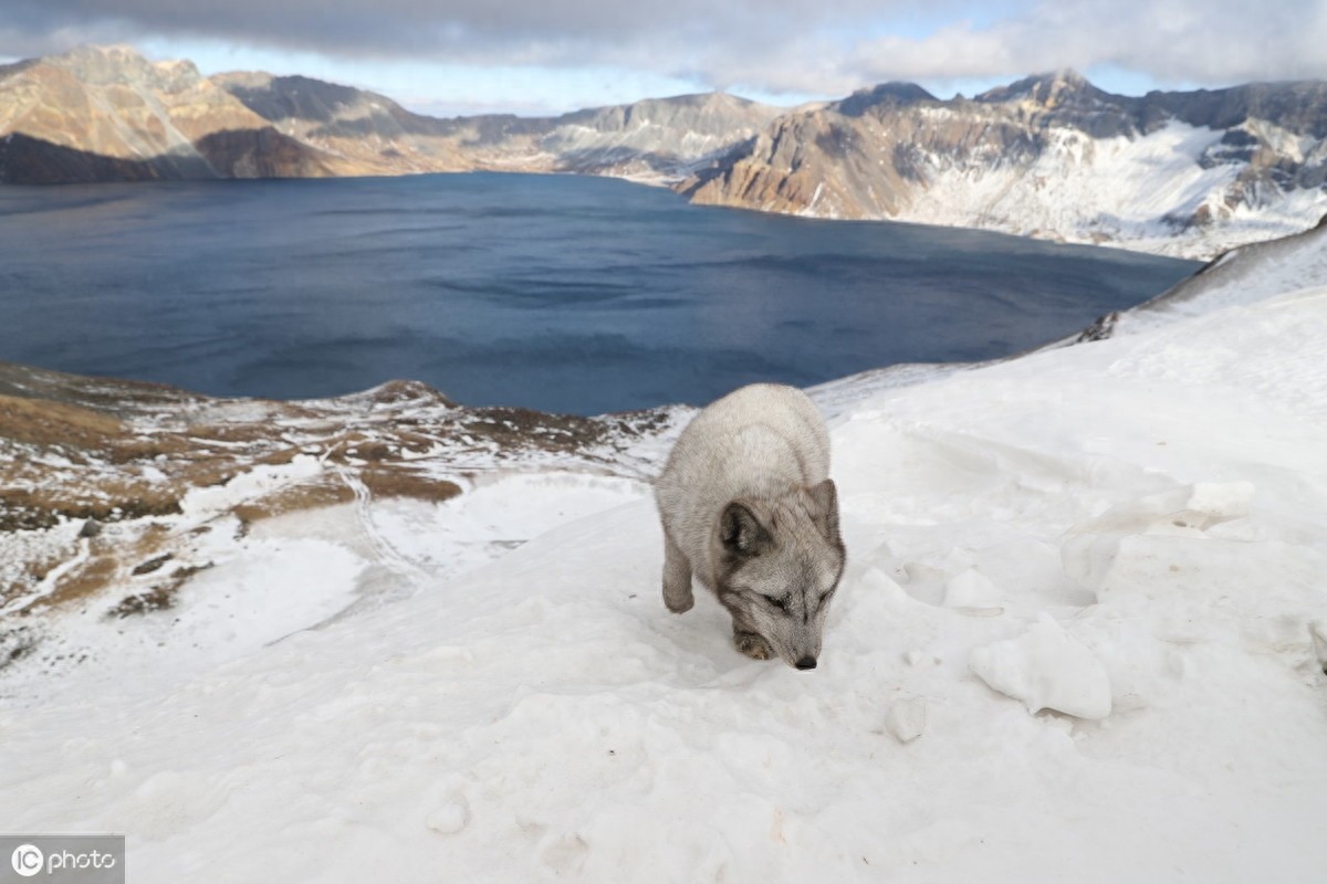 萌得可爱!长白山天池惊现雪狐,面对镜头毫不怯场
