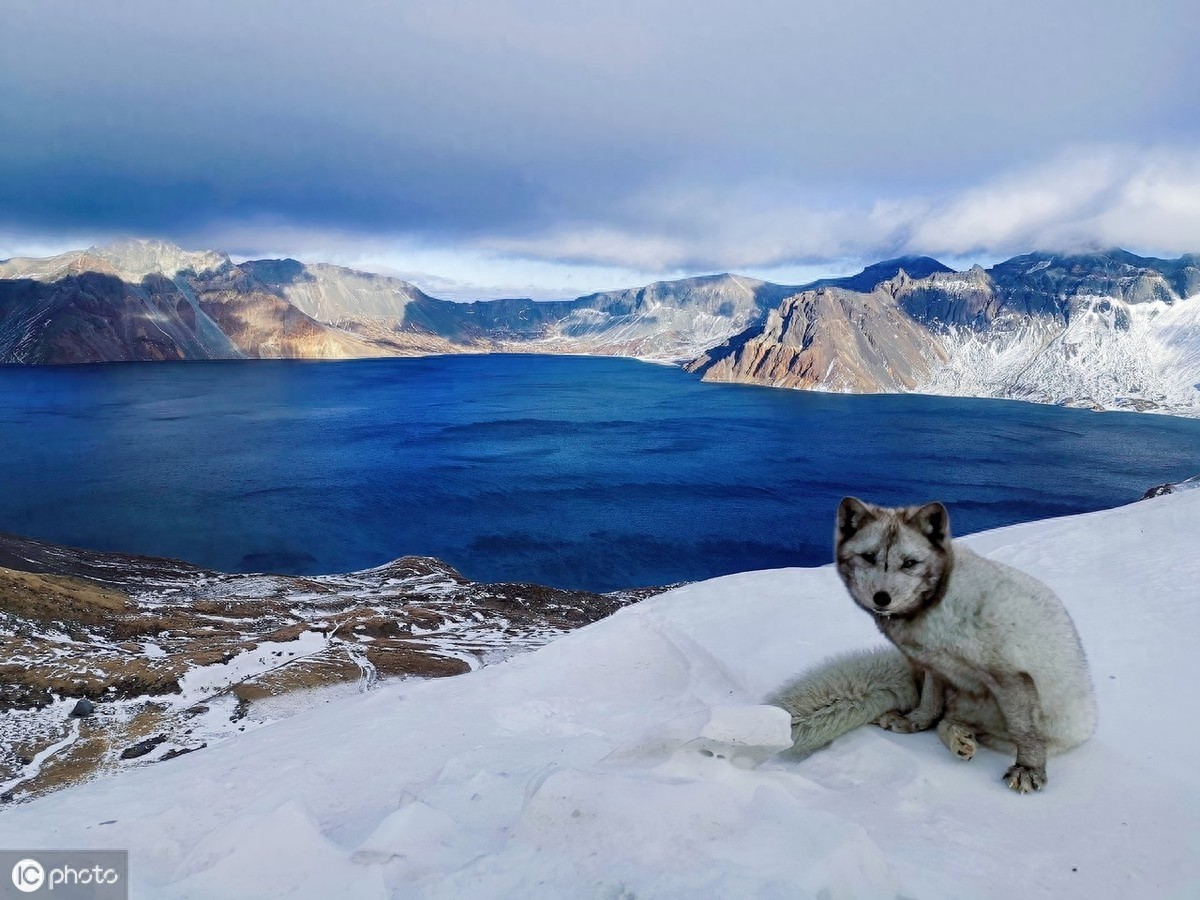 萌得可爱!长白山天池惊现雪狐,面对镜头毫不怯场