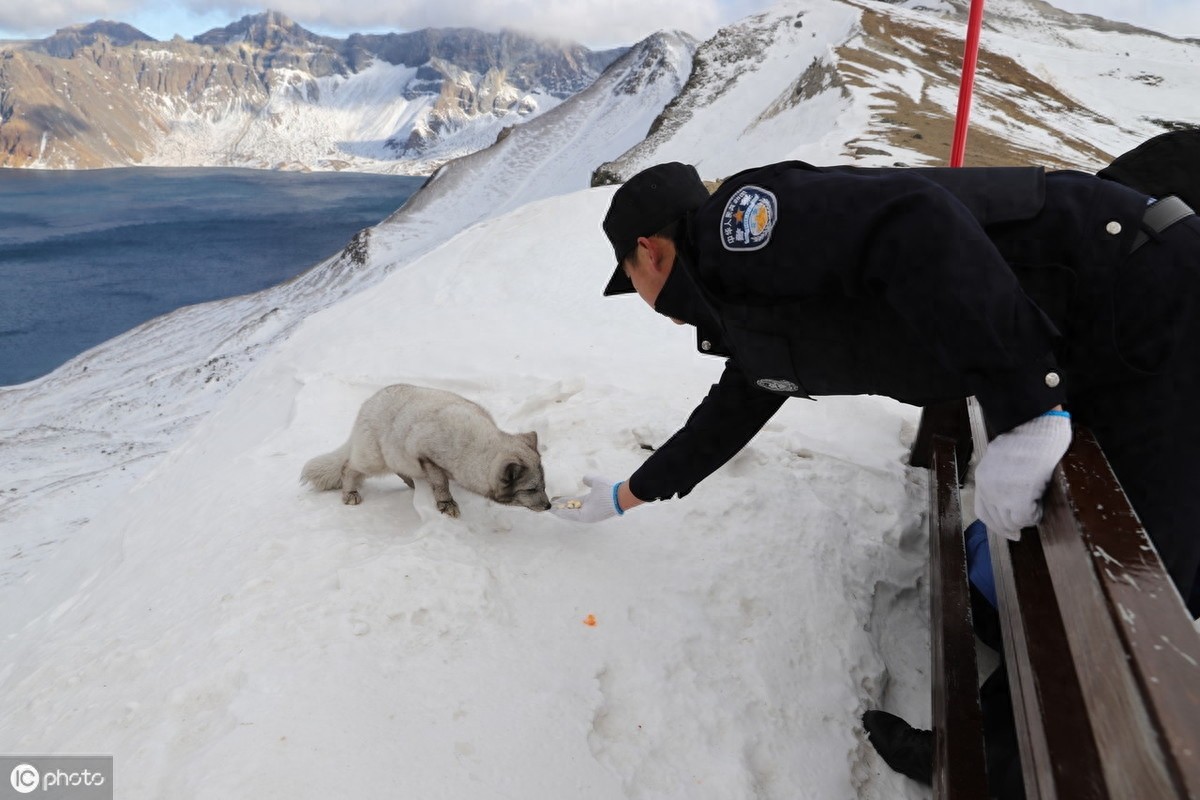 萌得可爱!长白山天池惊现雪狐,面对镜头毫不怯场