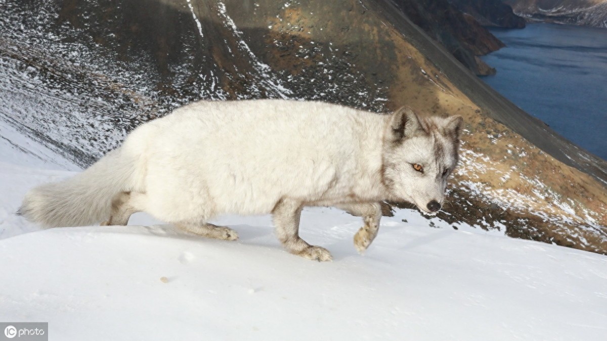 萌得可爱!长白山天池惊现雪狐,面对镜头毫不怯场