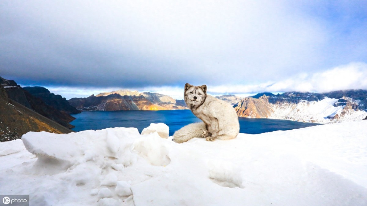 萌得可爱!长白山天池惊现雪狐,面对镜头毫不怯场